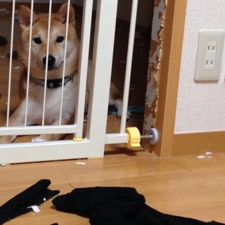 生後9ヶ月の柴犬(雄)です。