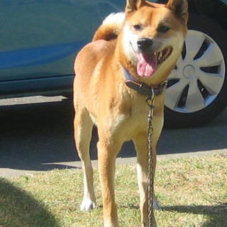 柴風レオンくん初心者可お庭大丈夫で元気に過ごせます