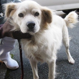 1週間の募集！！おとなしくて人なつっこい男の子。