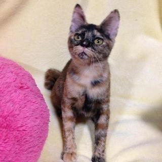 シマサビ☆ポコちゃん