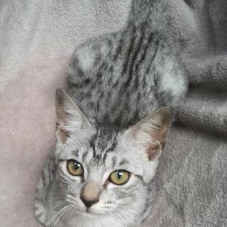 優しい里親様が決まりました☆ありがとうございます