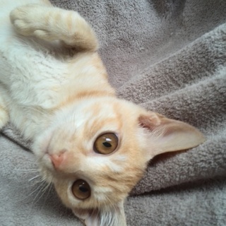 優しい里親様が見つかりました☆ありがとうございます