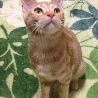 茶トラ☆マンクス風シッポの男の子