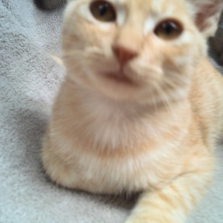 優しい里親様が決まりました☆ありがとうございます