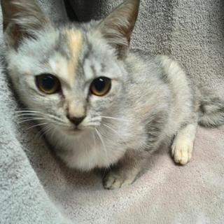 優しい里親様が決まりました☆ありがとうございます