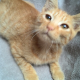 子猫ちゃんの優しい里親様見つかりました☆