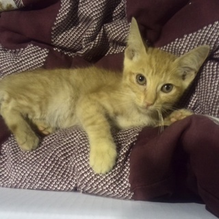 子猫ちゃんの優しい里親様見つかりました☆