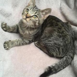 優しい里親様が決まりました☆ありがとうございます