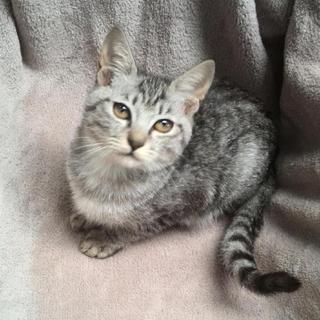 優しい里親様が決まりました☆ありがとうございます