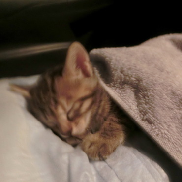 名前はまだニャいの写真