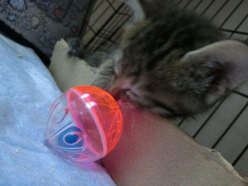 名前はまだニャい 猫用品 すずこ さんのペットログ 2500 ペットのおうち 月間利用者150万人