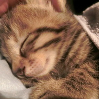 名前はまだニャい