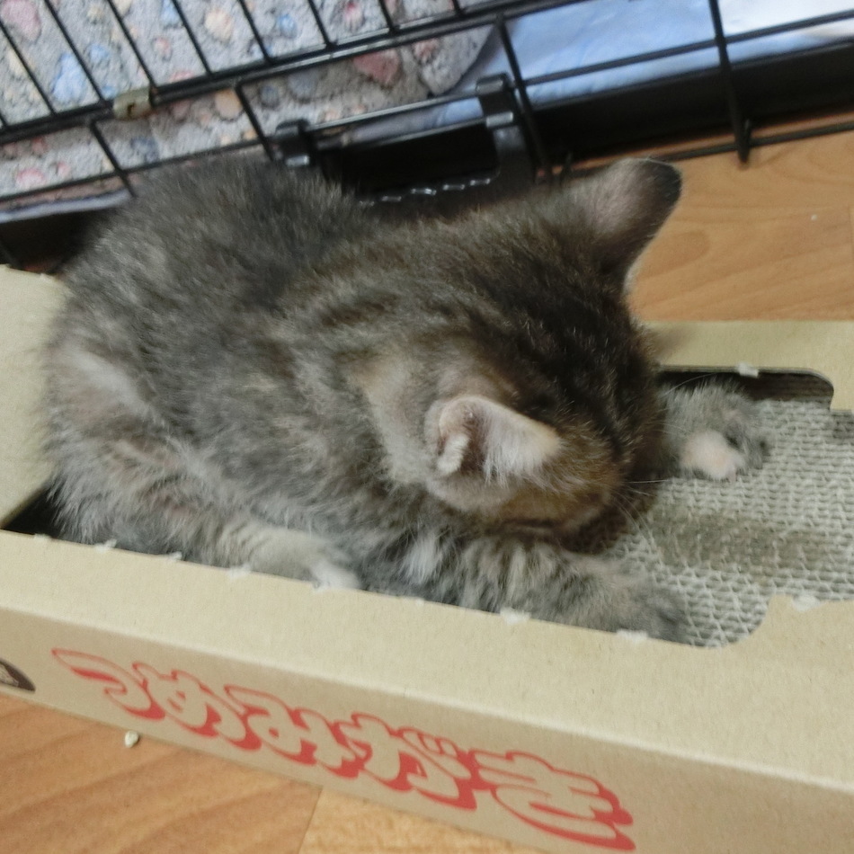 名前はまだニャいのカバー写真