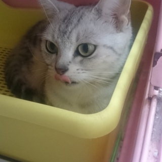 アメショー☆ミルキー☆女の子5歳