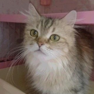 スコティッシュF長毛☆ユリネ☆立耳・女の子・6歳