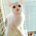 かわいい白猫の子猫ちゃん