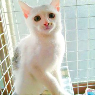 かわいい白猫の子猫ちゃん