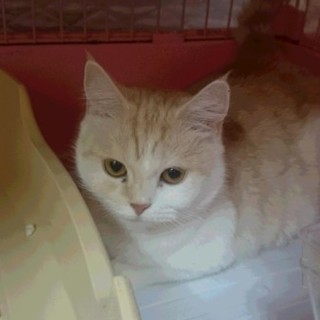 スコティッシュF・短毛☆ひより☆立耳・女の子4歳