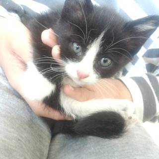 子猫の家族になって頂ける方募集