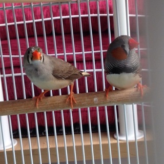 親切な里親様が見つかりました。