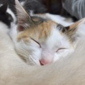 元気な子猫の里親さん募集！