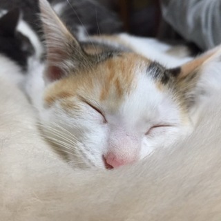 元気な子猫の里親さん募集！
