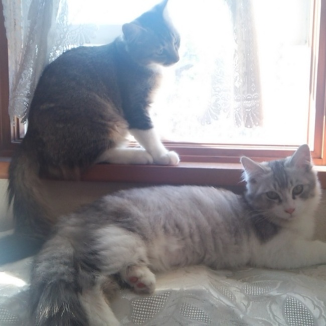 スーzooのカバー写真