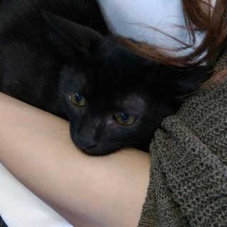 甘々黒猫男子、とんちゃんの里親募集です！