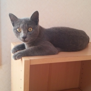 綺麗なロシアンブルーみたいな男の子