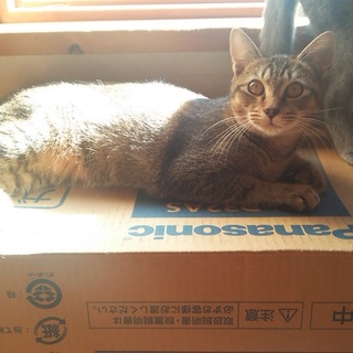 人懐こい撫でて～と愛くるしい茶猫