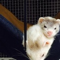 フェレット2匹の里親募集