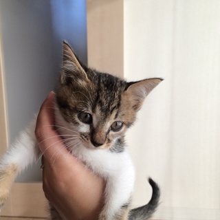 かわいい顔の男の子です