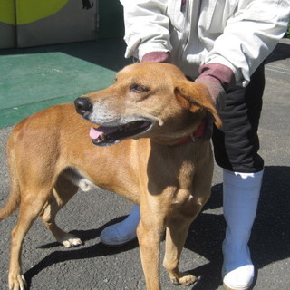 大型というだけの理由で飼い主持込の子です！！