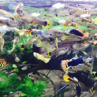 グッピーの里親募集。