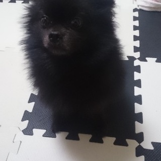 真っ黒のポメラニアンです。