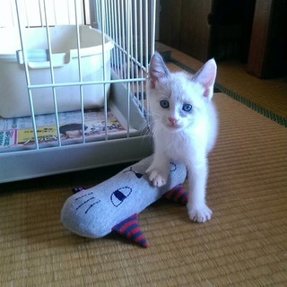 ★近畿★生後1ヶ月半　ｼｬﾑmix風　ブルーの目