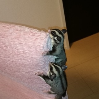 フクロモモンガ♂♀の里親募集