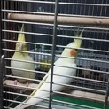 オカメインコ♂♀