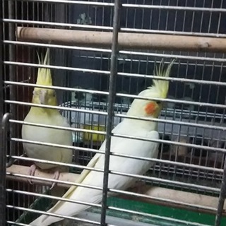 オカメインコ♂♀
