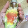 ニギコロ♡