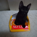 人なつこい黒猫の兄弟です！