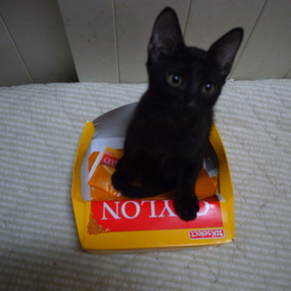 人なつこい黒猫の兄弟です！