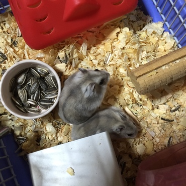ハムちゃんず♡