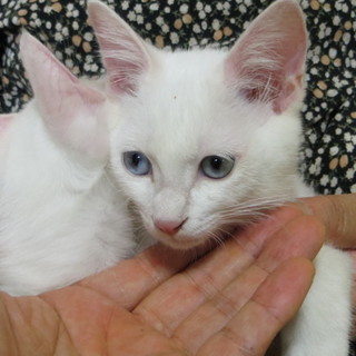 甘えん坊の白猫兄弟（兄）