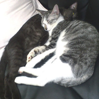 のらくろ！ ちっくな膝のり猫