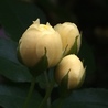 GD2