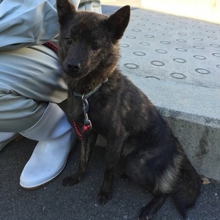 かわいい！まだ2歳の女の仔 小さめ6キロ。014