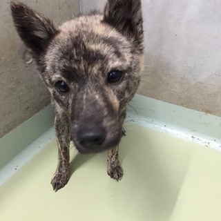 かわいい！まだ2歳の女の子小さめ6キロ01