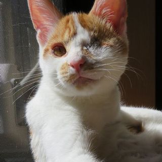 隻眼のイケメン☆いなほ君