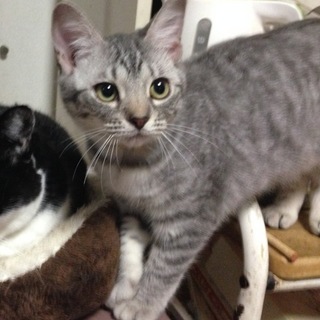 アメショ風の可愛いララちゃん